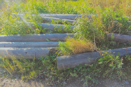 among the green grass piled up logs.の写真素材