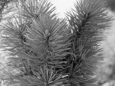 background, Christmas tree branch, or eat on the street, Sunny day, closeup, black and white.