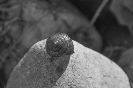 black and white, on the rock snail shell.の写真素材