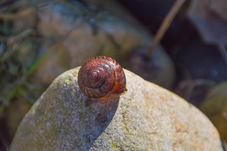 on the rock snail shell.の写真素材