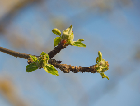 the branches of Apple trees in spring, close up.の写真素材