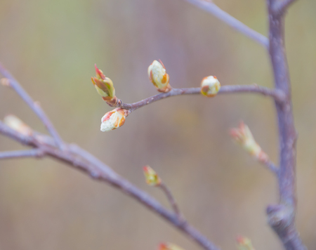 opened in the spring sprouts of medicinal rose hips.の写真素材