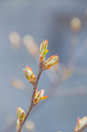kidney healing rosehip spring.の写真素材
