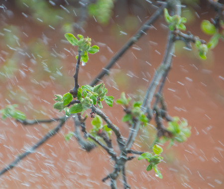 the branches of Apple trees in the spring under the rain.