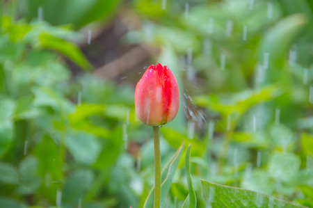 Closeup, clear spring day Tulip flower in the rain.の写真素材