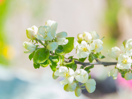 background in the spring Apple blossoms.の写真素材