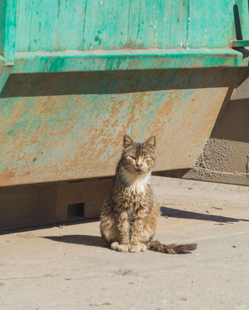 wild lone cat near the garbage.の写真素材