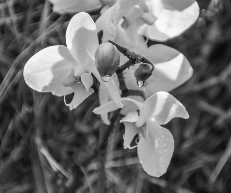 close-up, flower, Orchid with water drops, black and whiteのeditorial素材