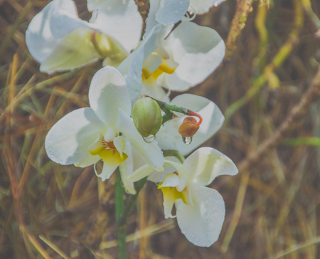 Bud of an Orchid flower with water drops, closeupの写真素材