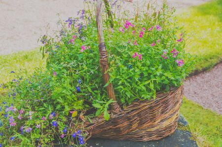 on the stump is worth a basket of wild flowersの写真素材