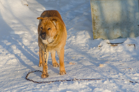 winter, hungry orange dog on the chainの写真素材