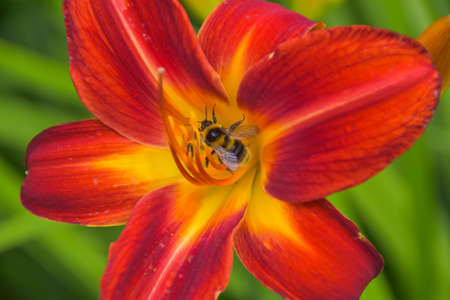 the summer day in the garden outside meadow flowersの写真素材