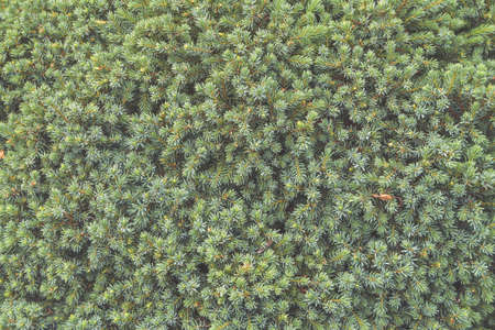 the close-up texture of Christmas tree background