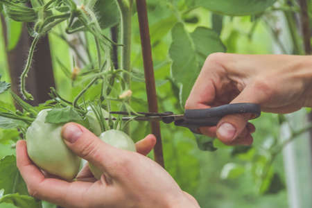 a tomatoes in greenhouses in the harvest season