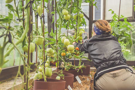a during the harvest farmer girl takes photos of tomatoes in a greenhouse on her phoneの写真素材