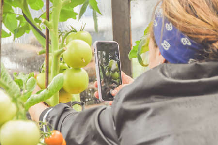 a during the harvest farmer girl takes photos of tomatoes in a greenhouse on her phoneの写真素材