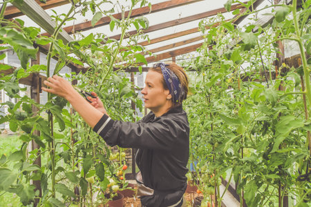 a farmer girl cuts tomatoes in greenhouses during the harvest seasonの写真素材