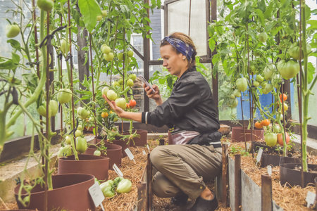 a during the harvest farmer girl takes photos of tomatoes in a greenhouse on her phoneの写真素材