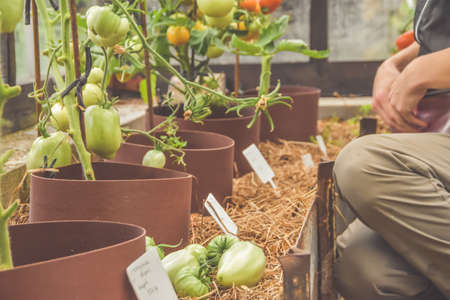 a during the harvest farmer girl takes photos of tomatoes in a greenhouse on her phoneの写真素材
