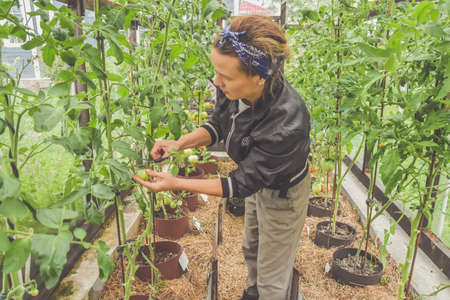 a during the harvest farmer girl takes photos of tomatoes in a greenhouse on her phoneの写真素材