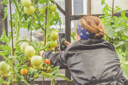 a farmer girl cuts tomatoes in greenhouses during the harvest seasonの写真素材