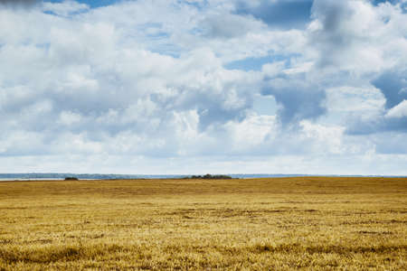 background field with dry grass on plainの写真素材