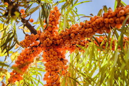 Juicy orange buckthorn berries on branches in sunの写真素材
