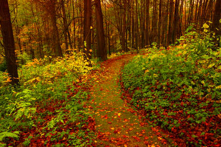 Curve autumn forest road