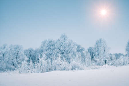 Sun over snowy forest in winter seasonの写真素材
