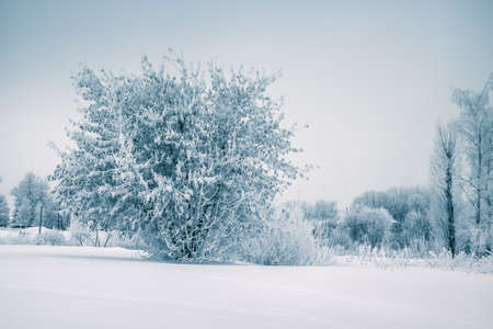 Frost tree in winter forest on morning with fresh snowの写真素材