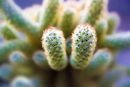 Cactus Mammillaria elongata house plantの写真素材