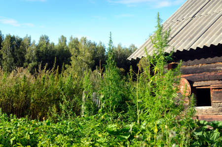 Large green bushes of wild cannabis Ruderalis in the garden in the village of Russian Siberia are growing on the background of the wooden barn of timber and taiga trees.の写真素材