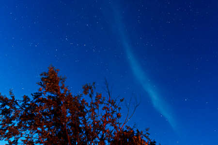 Stars and the milky way on a blue sky at night on leaves and branches of the tree with the reflection of fire on it.の写真素材