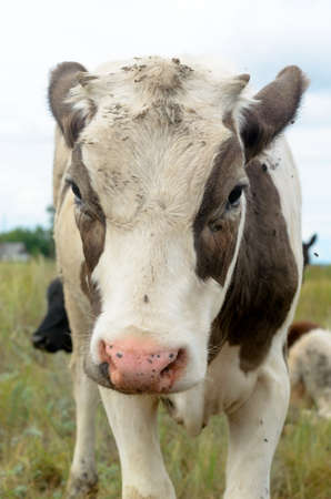 The face of the little cow calf white with brown spots on the eyes and the ears with a slightly messy hair looking at camera on background of green field and sky with clouds.の写真素材