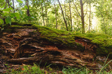 The old rotten wood lying in the forest covered with moss of birch trees and grass.