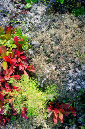 Taiga vegetation on the ground. White moss grows next to the moss red and green leaves with a small young spruce.の写真素材
