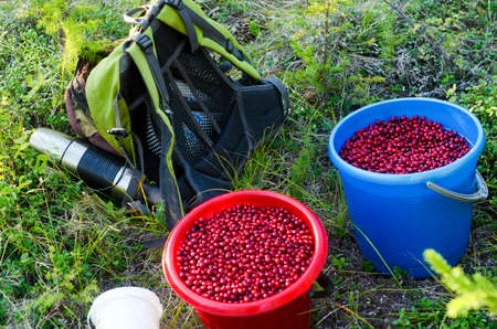 Two full buckets of wild cranberries stand next to a backpack and a thermos in a clearing among the forest and grass after the autumn wild Northern harvest in Yakutia.の写真素材