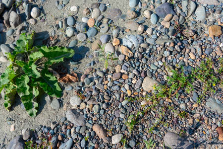 A small tuft of grass grows in the rocks on the sand on a bright day on the coast.の写真素材