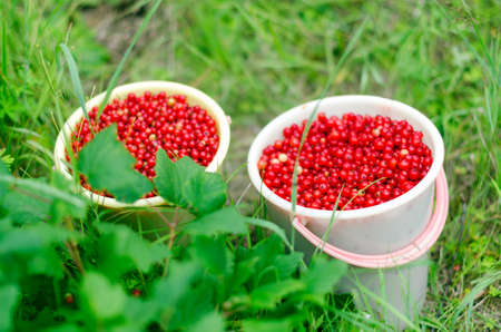 Two large buckets full of red berries of wild red currants stand after harvest in the bushes of green grass.の写真素材