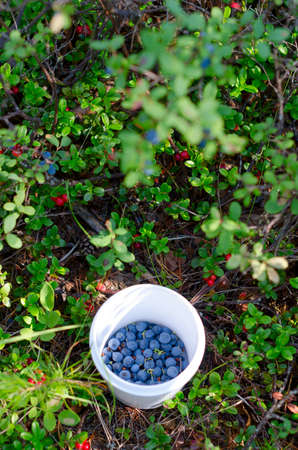 Wild Northern berries of juicy blueberries are collected in a small bucket among the red berries of cranberries and green grass in the tundra of Yakutia.の写真素材