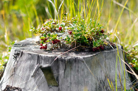 Bright day bushes Northern cranberries grow on the stump of a tree in the sun in the taiga forest of Yakutia.の写真素材