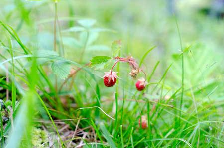 Wild red Northern strawberry berry grows on the background of green grass field in the forest of Yakutia.の写真素材
