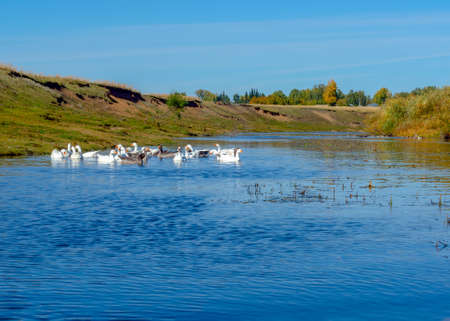 A flock of geese swims on the water of the river bathing and washing against the background of hills and village houses in the trees of the forest beyond the surface of the water.の写真素材