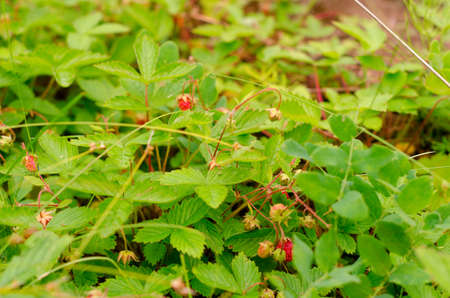 Red and green wild strawberry berries grow over green leaves in a clearing in the taiga.の写真素材