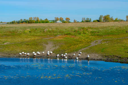 A flock of white geese walk along the shore drink water and wash against the background of a village house in a green field.の写真素材