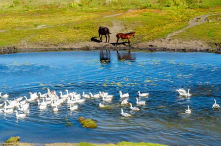 White domestic geese flock floating on a small river near the watering place of two small horses on the shore.の写真素材