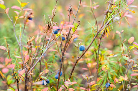 Autumn bushes of wild boreal blueberries with dried grass, overripe fruits berries in autumn.の写真素材