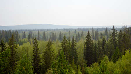 Panorama of the taiga of Northern Yakutia with spruce and mountain on the horizon.の写真素材