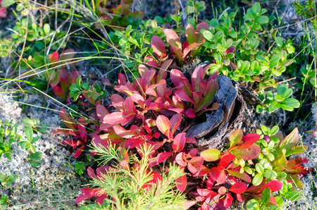 The old small tree stump was overgrown with red and green leaves of cranberries in the taiga of Yakutia next to white moss and a small spruce.の写真素材