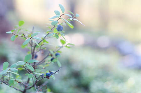 Old withered blueberries grow in late autumn on a Bush in the afternoon in the Northern forest.の写真素材